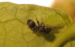 Cataulacus wissmannii