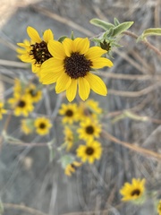Helianthus exilis