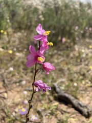 Ixia scillaris