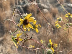 Helianthus exilis