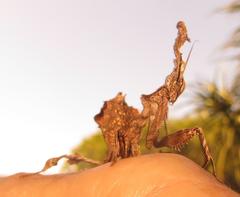 Phyllocrania paradoxa