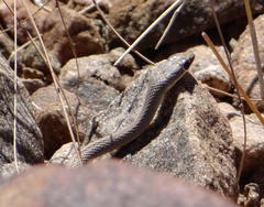 Psammophis