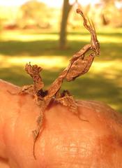 Phyllocrania paradoxa