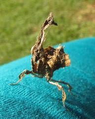 Phyllocrania paradoxa