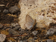 Polyommatus hispana