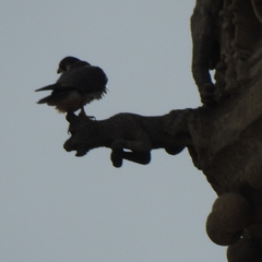 Falco peregrinus