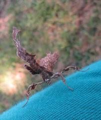 Phyllocrania paradoxa