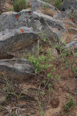 Pentzia
