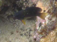 Pycnochromis nigrurus