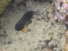 Pycnochromis nigrurus
