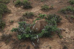 Asparagus crassicladus
