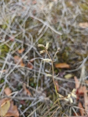 Stachys angustifolia
