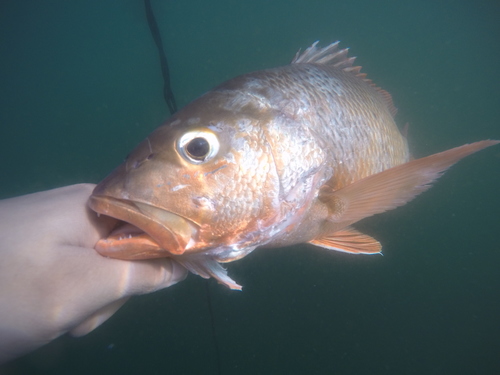 Colorado-snapper (Lutjanus colorado) — Lutjanidae — 2