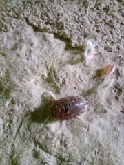 Porcellio laevis