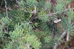 Asparagus crassicladus