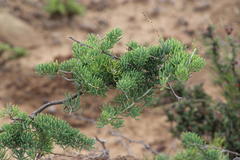 Asparagus crassicladus