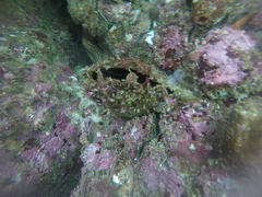Pinctada mazatlanica