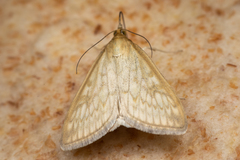 Sitochroa chortalis