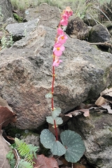 Begonia tapatia