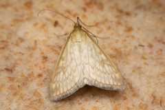 Sitochroa chortalis