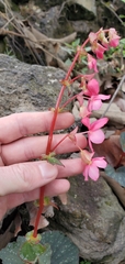 Begonia tapatia