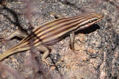 Western Rock Skink photo 4