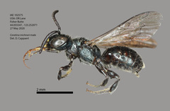 Ceratina micheneri