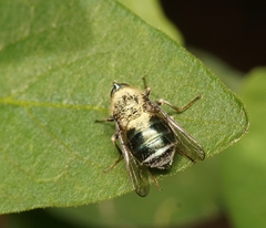 Acroceridae
