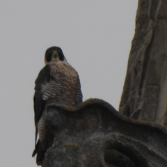 Falco peregrinus