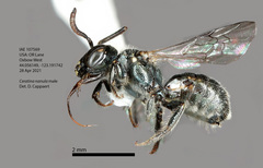 Ceratina nanula