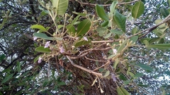 Vitex mollis