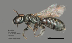 Ceratina nanula