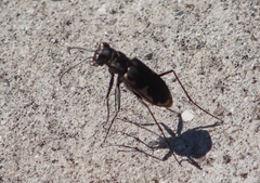Cicindela schauppii