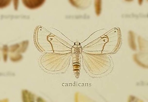 Eublemma candicans