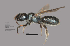Ceratina micheneri