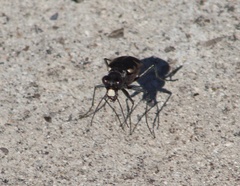 Cicindela schauppii