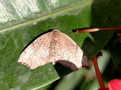 Achrosis rondelaria