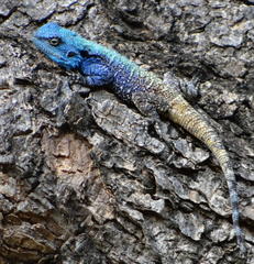 Acanthocercus atricollis