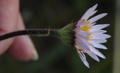 Afroaster serrulatus