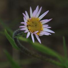 Afroaster serrulatus