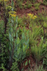 Senecio venosus