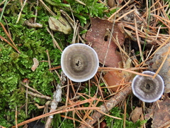 Phellodon tomentosus