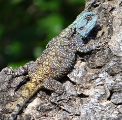 Acanthocercus atricollis