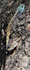 Acanthocercus atricollis