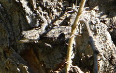 Acanthocercus atricollis