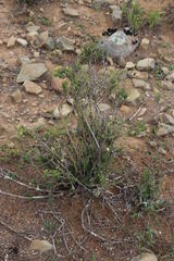 Wahlenbergia albens