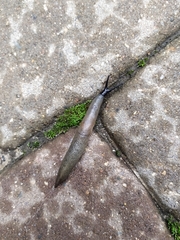 Krynickillus melanocephalus