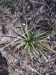 Eryngium paniculatum