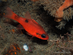 Apogon maculatus