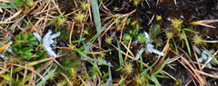 Lucilia kunthiana